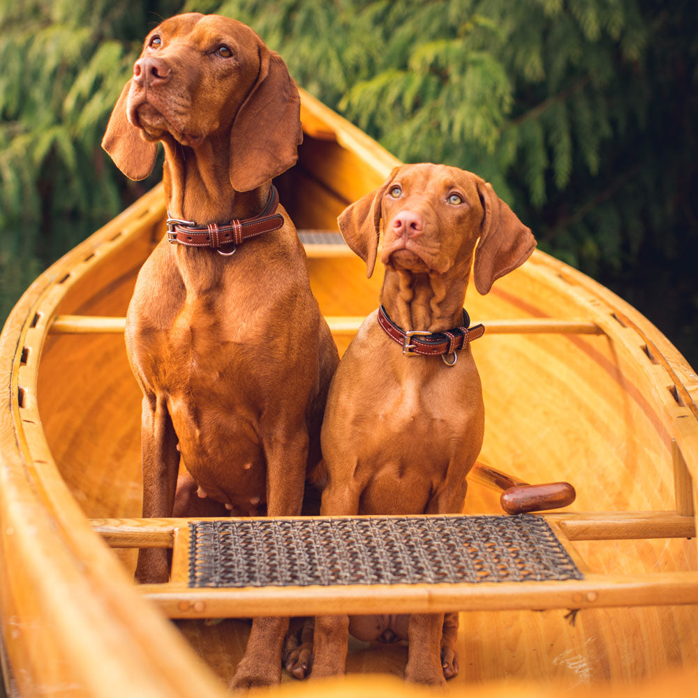 Two brown Vizsla dogs sit in a yellow wooden canoe, each wearing a Bentley Raised Collar from Hanks Belts, looking attentively upward with green foliage softly blurred in the background.