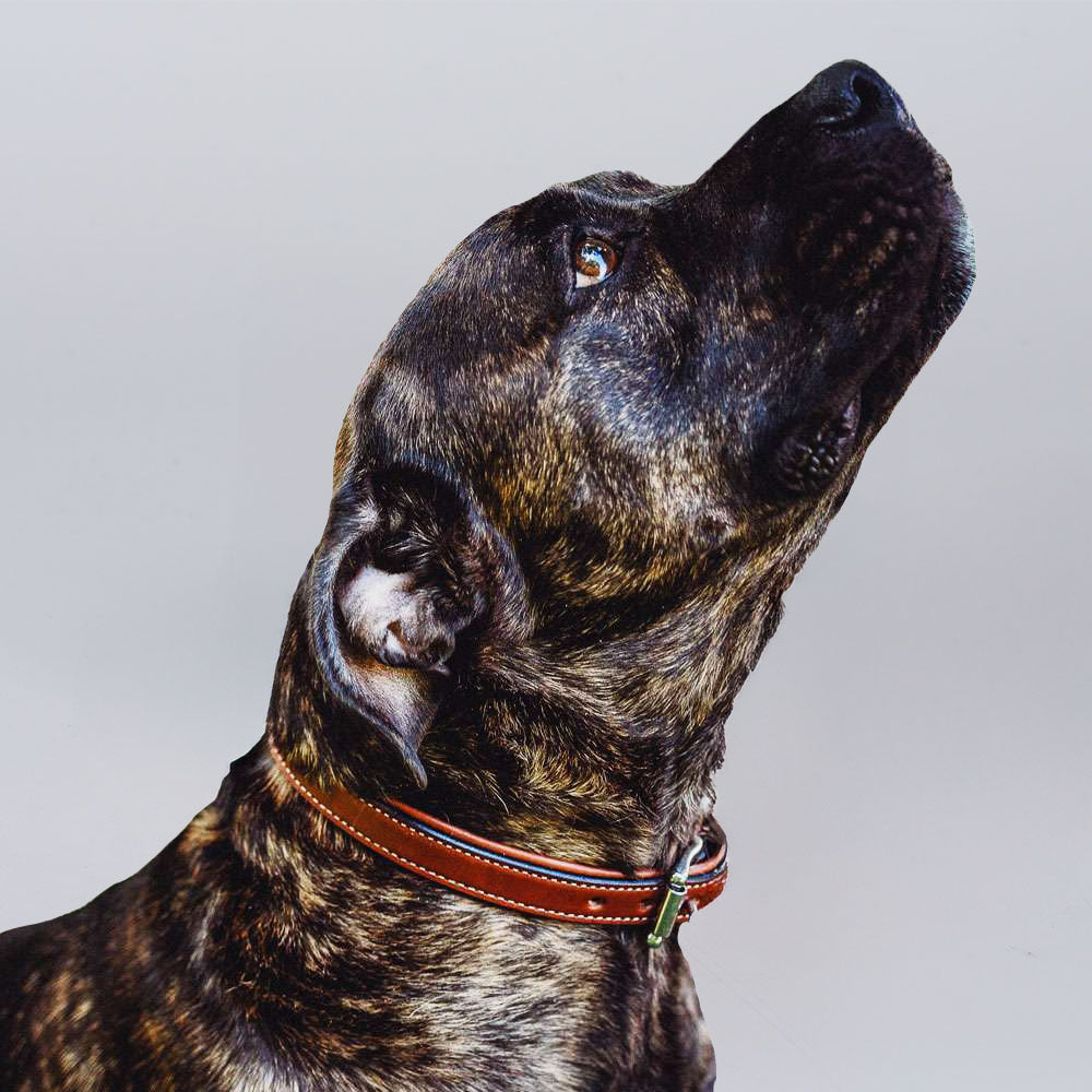 A brindle-coated dog wearing the Hanks Belts Rover Standard Collar looks upward against a plain light background.