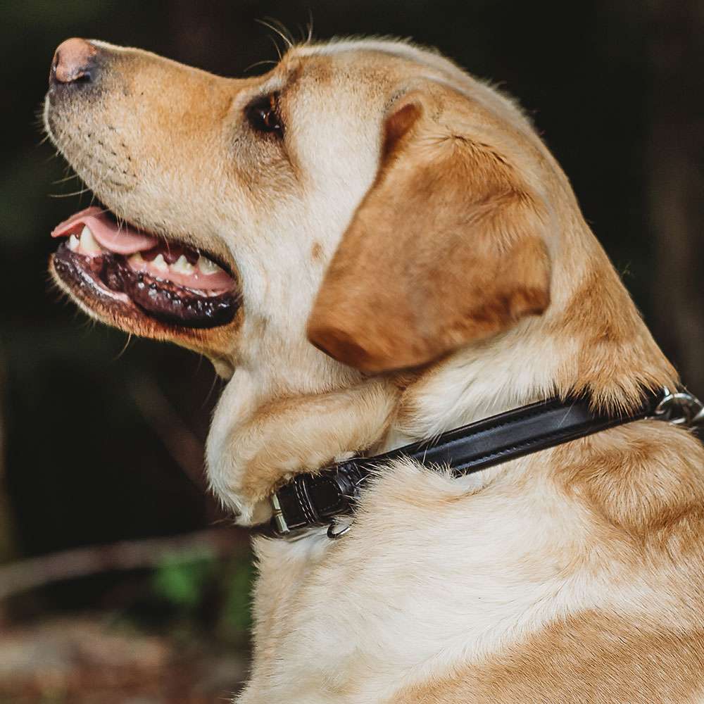 A close-up side view of a yellow Labrador Retriever wearing the Bentley Raised Collar by Hanks Belts, looking up with its mouth slightly open and tongue out, set against a dark, blurred outdoor background.